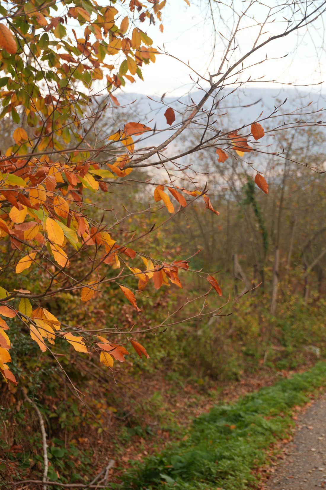 Quelles plantes planter en automne ?