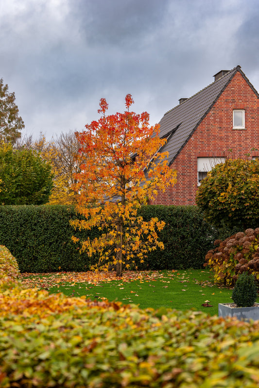 Que faire dans son jardin en automne ? | MG Jardin