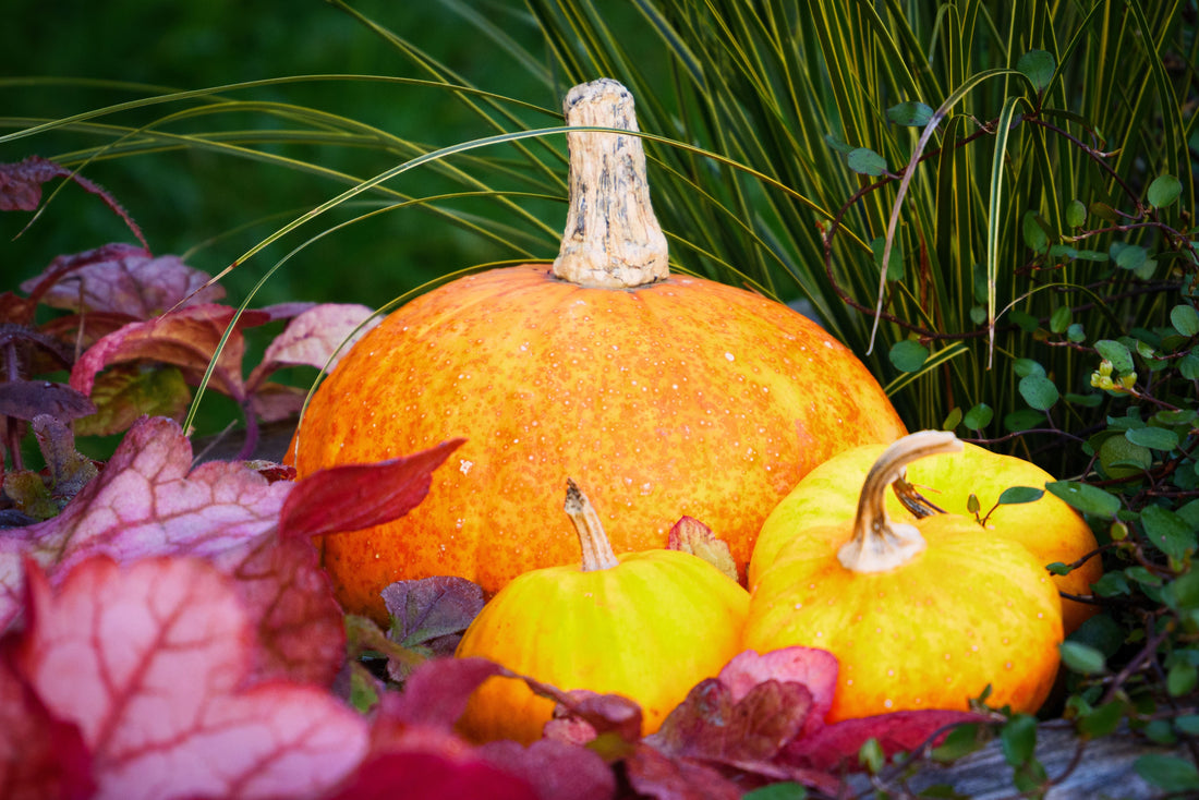 L’automne au jardin : les travaux indispensables pour préparer son extérieur avant l’hiver