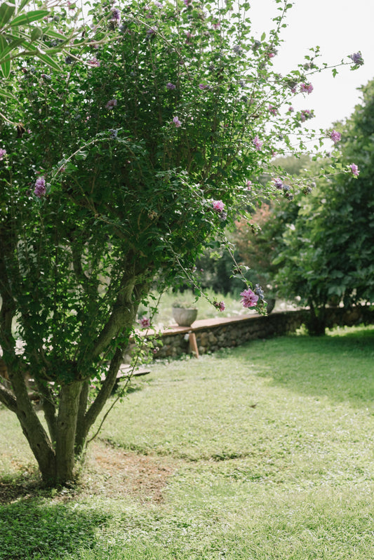 Comment préparer son jardin avant les vacances d'été ?