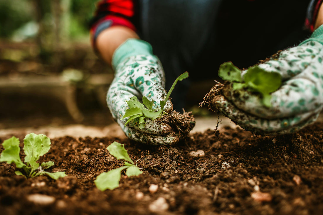 Comment entretenir son jardin sans utiliser de produits chimiques ?
