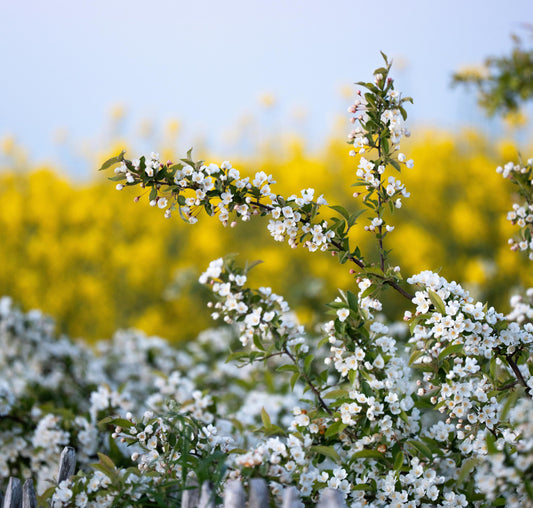 Quelles plantes planter au printemps ? (Guide complet)